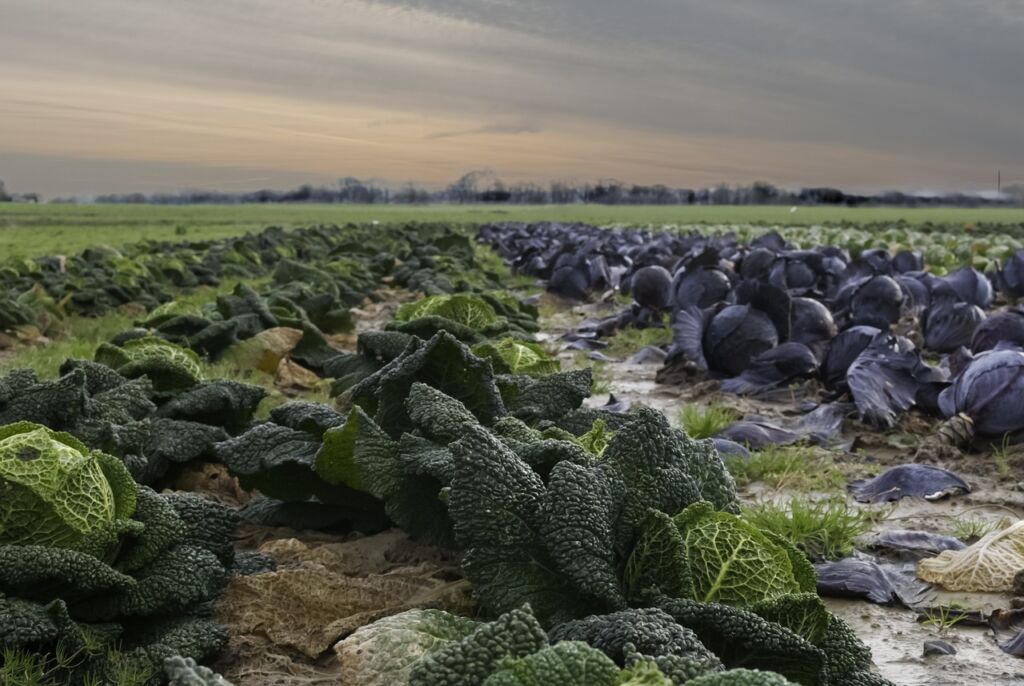 agro-industry, nature, landscape-3158634.jpg