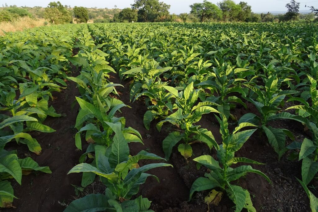 tobacco, nicotiana tabacum, leaves-1831799.jpg