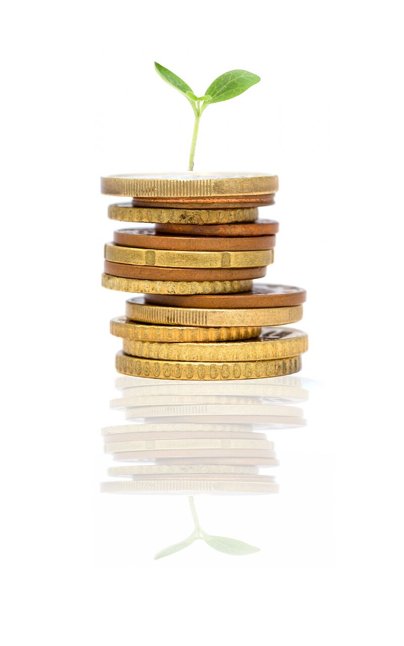 startup, growing, plant, idea, investment, nature, money, sprout, reflection